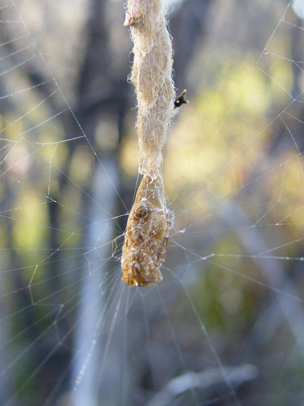 Arachnura_higginsi_D5984_Z_85_Home Wendy Eiby_Australie.jpg